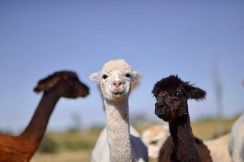 Glenview Alpaca Farm in Yass Glenview Alpaca Farm in Yass