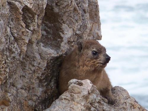 This photo about Crayfish Lodge Sea & Country Guest House shared on HyHotel.com