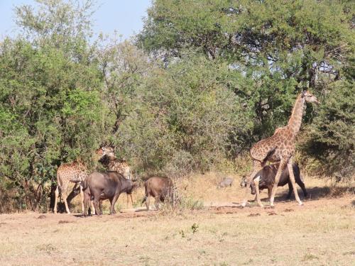 Sunset Lodge & Safaris in Thornybush Game Reserve Sunset Lodge & Safaris in Thornybush Game Reserve