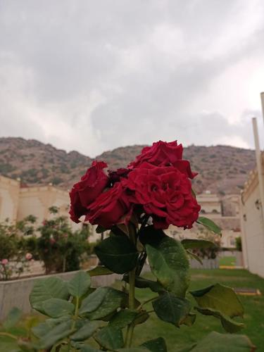 منتجع فيوري Fiori Resort in Al Hada منتجع فيوري Fiori Resort in Al Hada