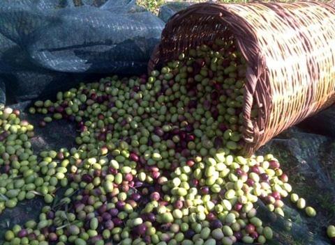 KALIVI Traditional Olive Farm Guest House in เนีย โพลี KALIVI Traditional Olive Farm Guest House in เนีย โพลี