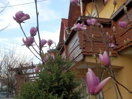 This photo about Zsuzsanna Haz shared on HyHotel.com