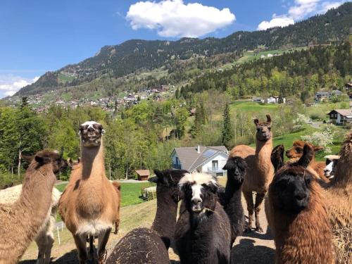 Jurte beim Lama- & Alpakahof Triesenberg in Triesenberg Jurte beim Lama- & Alpakahof Triesenberg in Triesenberg