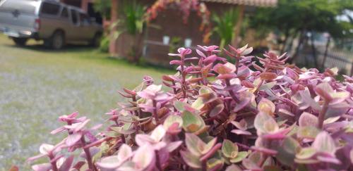 حديقة, Khai Mook Homestay in Fai Kaeo حديقة, Khai Mook Homestay in Fai Kaeo