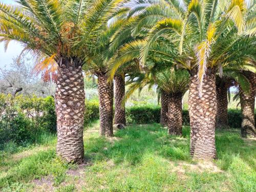 Garden, Le Palme in Ortona Garden, Le Palme in Ortona