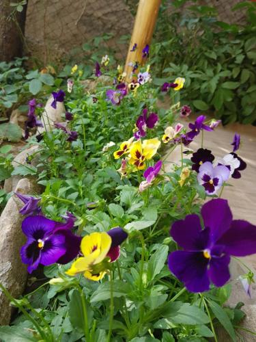 Сад, ECO guest house in Azatamut Сад, ECO guest house in Azatamut