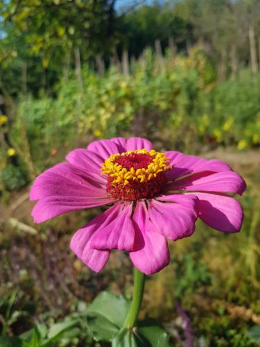 Сад, ECO guest house in Azatamut Сад, ECO guest house in Azatamut