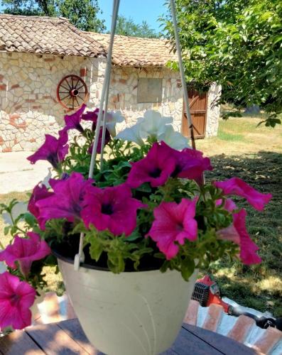 Garden, COUNTRYSIDE SUITE in Ceprano Garden, COUNTRYSIDE SUITE in Ceprano