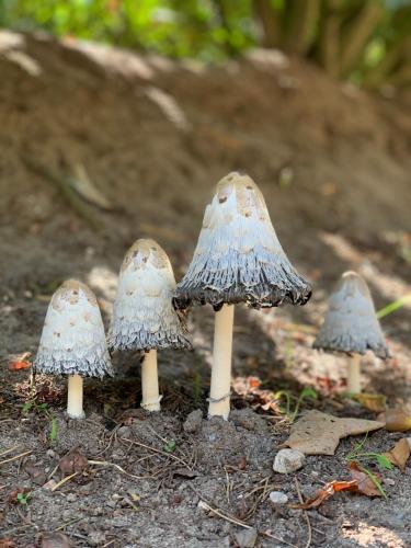 Vakantiehuis Bos en Hei Veluwe in Epe Vakantiehuis Bos en Hei Veluwe in Epe
