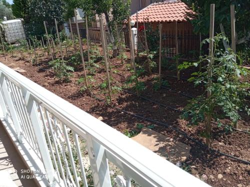 Garden, BELLA-CAZA in Komotini Garden, BELLA-CAZA in Komotini