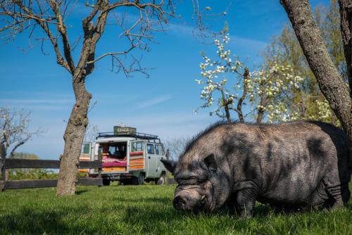 Slapen tussen de schapen in de Tante Tipi in Dreumel Slapen tussen de schapen in de Tante Tipi in Dreumel