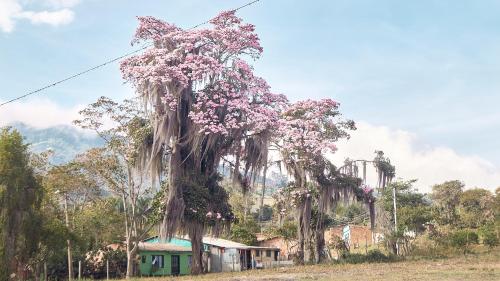 Macua in Cite Macua in Cite