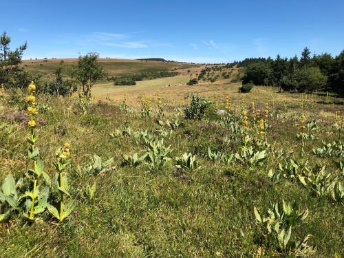 CHARMANT CHALET dans les monts du Forez in Saint-Antheme CHARMANT CHALET dans les monts du Forez in Saint-Antheme