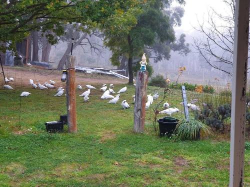 Eco - Relax and Unwind - Greenwich Park in Marulan Eco - Relax and Unwind - Greenwich Park in Marulan