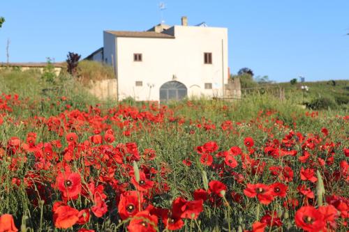 Exterior view, Masseria Agriturismo Moschella in Cerignola Exterior view, Masseria Agriturismo Moschella in Cerignola