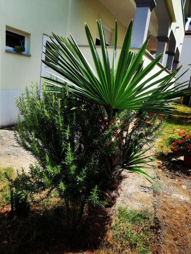 7 PALMI Novigrad in บูซิเนีย 7 PALMI Novigrad in บูซิเนีย