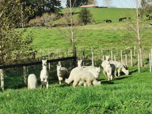 Silverstream Alpaca Farmstay & Tour in Ohoka Silverstream Alpaca Farmstay & Tour in Ohoka
