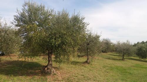 A szálláshely kívülről, Casa del Nonno Bingheri in Le Casine A szálláshely kívülről, Casa del Nonno Bingheri in Le Casine