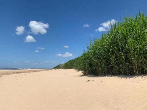Beach, penates oceanes in Vensac Beach, penates oceanes in Vensac