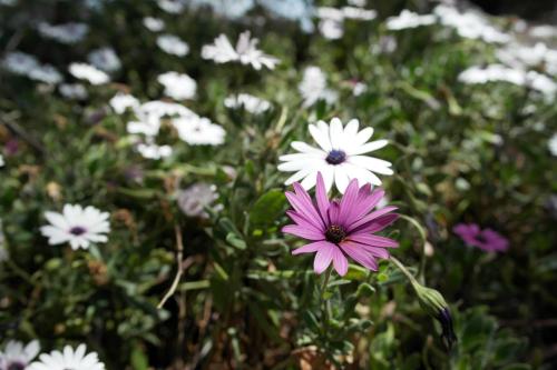 This photo about Creswick Cabin Retreat shared on HyHotel.com