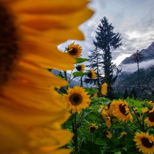 Folktales Residency in Sangla Folktales Residency in Sangla