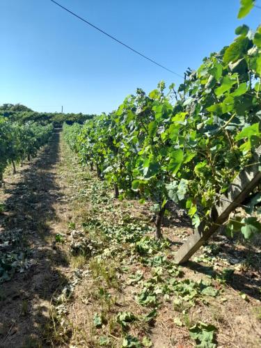 Quinta do silva in บอร์บา เด มอนตันยา Quinta do silva in บอร์บา เด มอนตันยา