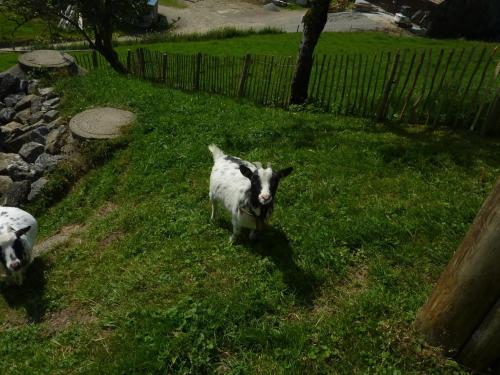 This photo about Ferienhof Reichart shared on HyHotel.com