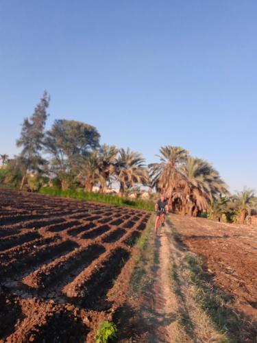 Village Room in the Countryside in Al Minya Village Room in the Countryside in Al Minya