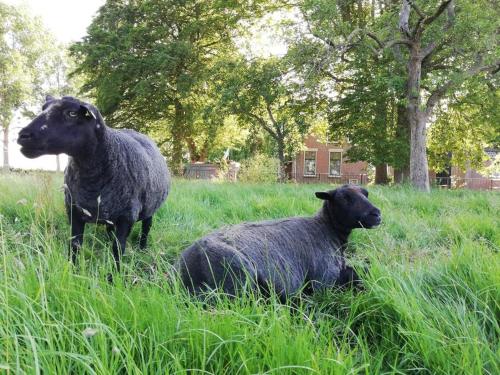 't Pekelhuis - Vakantiehuisje op boerderij Huize Blokland in Hem 't Pekelhuis - Vakantiehuisje op boerderij Huize Blokland in Hem