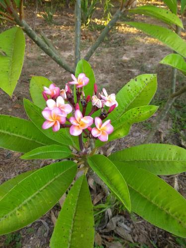 Garden, Yogahomestayseka in Bueng Khong Long Garden, Yogahomestayseka in Bueng Khong Long