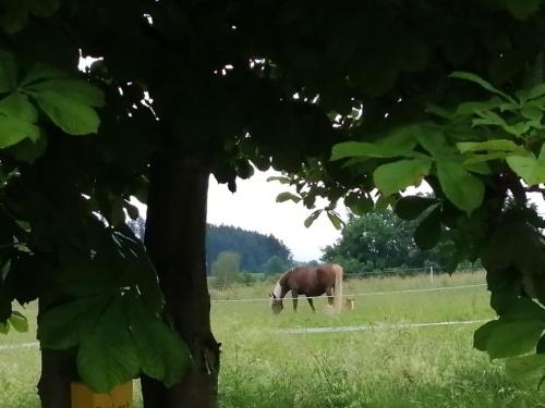 Waldheimat in Miltach Waldheimat in Miltach