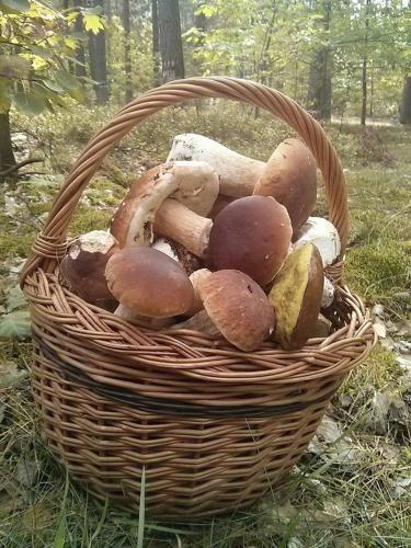 Közeli látványosságok, Apartament Perła 22 Jezioro Pluszne (Apartament Perla 22 Jezioro Pluszne) in Mierki Közeli látványosságok, Apartament Perła 22 Jezioro Pluszne (Apartament Perla 22 Jezioro Pluszne) in Mierki