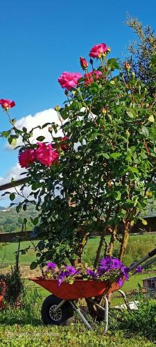 สวน, Il Faggio 17 B&B Artena in อาร์เตนา สวน, Il Faggio 17 B&B Artena in อาร์เตนา