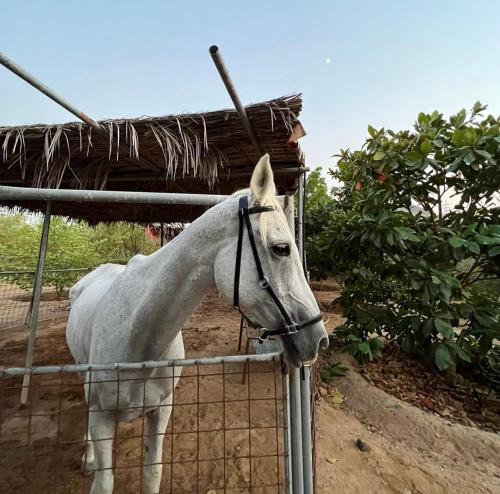 The Fort Farm in حتا The Fort Farm in حتا