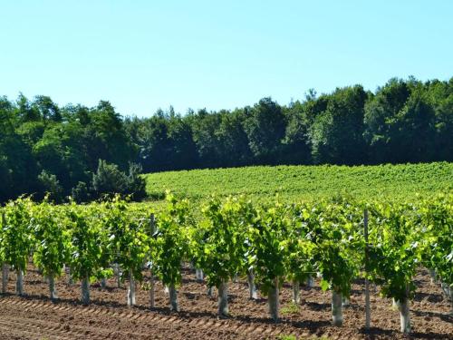 Gite Bourg-Charente, 3 pieces, 4 personnes - FR-1-653-109 in Nercillac Gite Bourg-Charente, 3 pieces, 4 personnes - FR-1-653-109 in Nercillac
