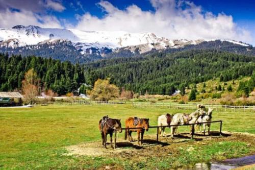 Sweet Home in Нераідохорі Sweet Home in Нераідохорі