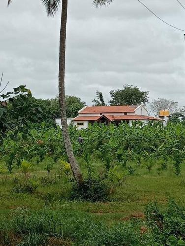 Maaya Thotada Hatti in Chikkavaddarakere Maaya Thotada Hatti in Chikkavaddarakere