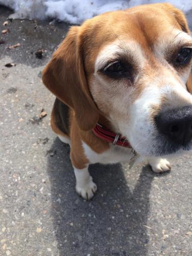 This photo about Lodge Yamajyuu shared on HyHotel.com