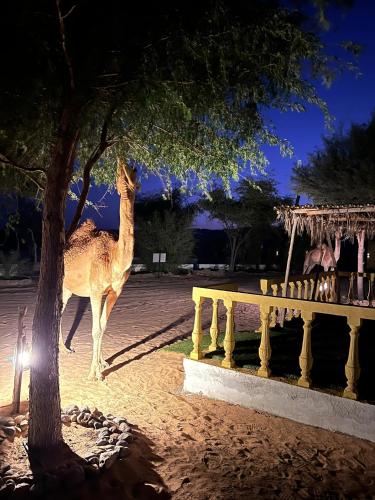 Golden Palm Oasis in جعلان بني بو حسن Golden Palm Oasis in جعلان بني بو حسن