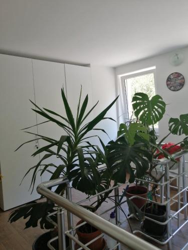 Sobe pri Roži (Sobe pri Rozi) in Постойна Sobe pri Roži (Sobe pri Rozi) in Постойна