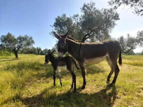 Charming Villa Maremma in Farnese Charming Villa Maremma in Farnese