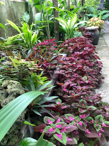 Sunny Garden Homestay in Cam Nam Sunny Garden Homestay in Cam Nam