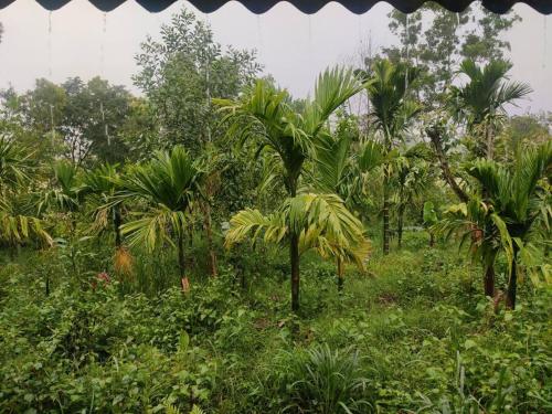 Kamanabillu Homestay, For jog falls travellers in Jog Falls Kamanabillu Homestay, For jog falls travellers in Jog Falls