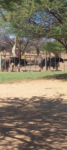 Ombo Rest Camp in Okahandja Ombo Rest Camp in Okahandja