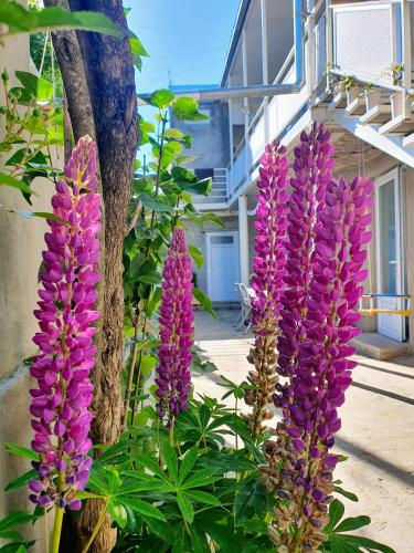 Sunhome Stepanavan Guest House in Stepʼanavan Sunhome Stepanavan Guest House in Stepʼanavan