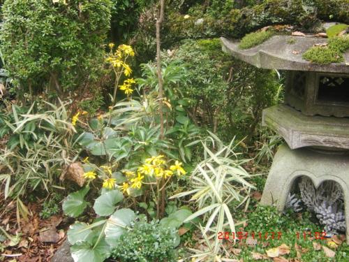 Traditional Japanese House with beautiful garden in Hirakata Traditional Japanese House with beautiful garden in Hirakata