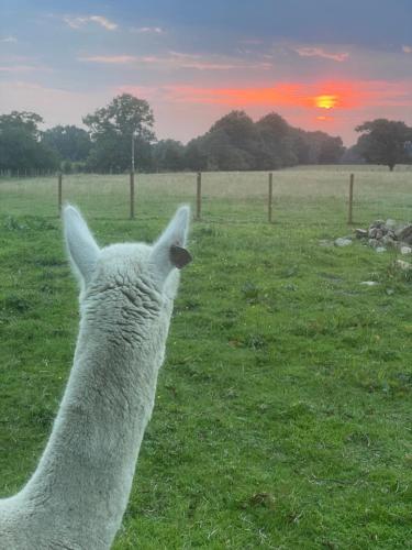 Alpaca Fold in Samlesbury Alpaca Fold in Samlesbury
