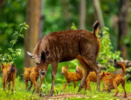 Blue mount stay in Gudalur Blue mount stay in Gudalur
