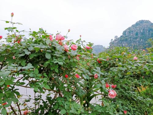 Vrt, Green Farmstay Ninh Bình in Thien Ton mesto Vrt, Green Farmstay Ninh Bình in Thien Ton mesto