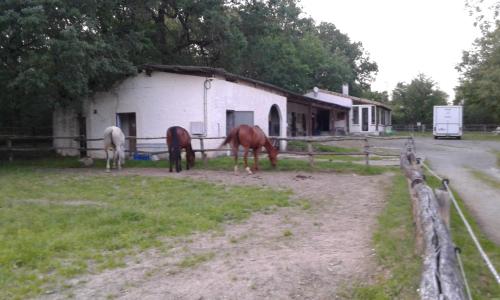 Horseback riding, ferme equestre des abrons in Cancon Horseback riding, ferme equestre des abrons in Cancon